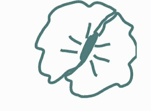 Black Leopard- Clips or Nylons RTS